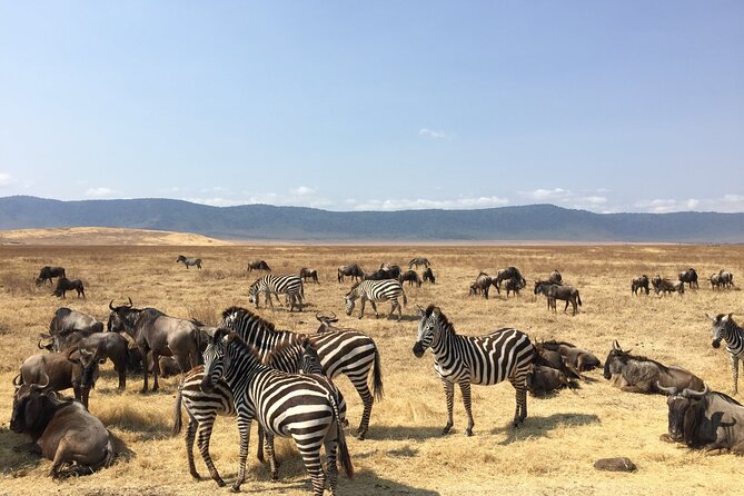 9 Days 8 Nights Midrange Safari in Tanzania East Africa safari 